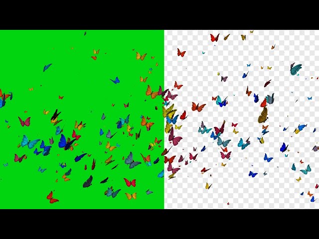 butter fly green screen free download video