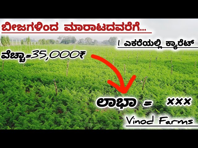 Carrot Super Talkies seeds growing in Karnataka | Vinod Farms | Rural Farming