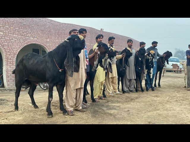 World Biggest Beetal Bakra Farm ll Beetal Goats of Dr. Farukh Bashir Bhatti sb, Yasir Doggar Sb