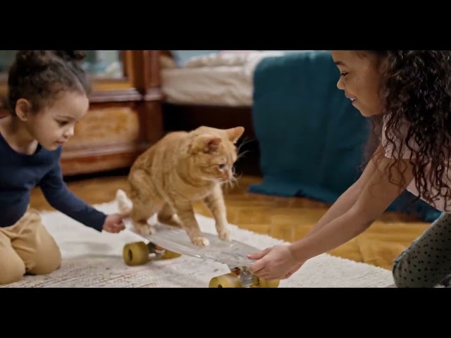 cat funny videos try not to laugh