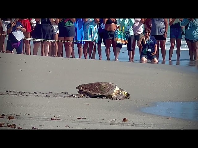 Watch Loggerhead Marinelife Center Juno Beach Release Two Sea Turtles Back Into The Wild With Joy!