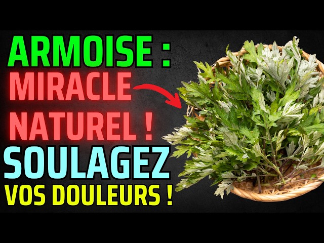 🌿 Découvrez les 4 Vertus Incroyables de l'Armoise !