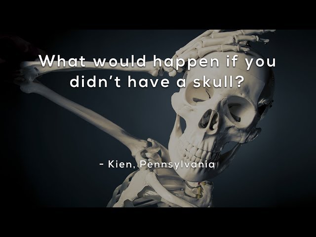 What would happen if you didn't have a skull?