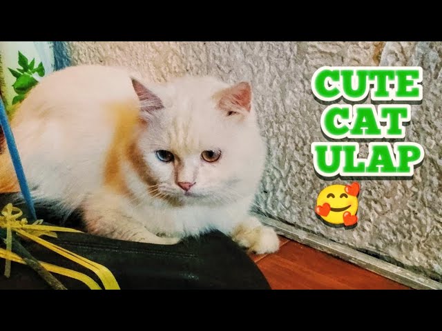 CUTE CAT ULAP #catlover #cutecat #cat #shortvideo #catvideos