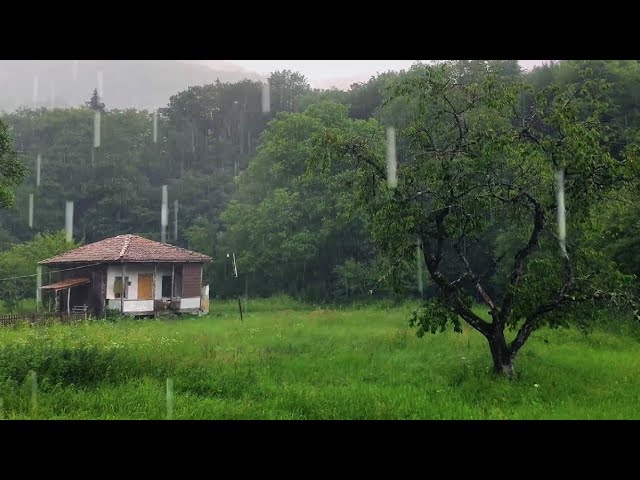 Sleeping Atmosphere - Green rain and thunder in the village in nature