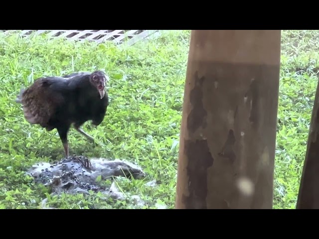 Vulture dragging away a dead possum outside my office window