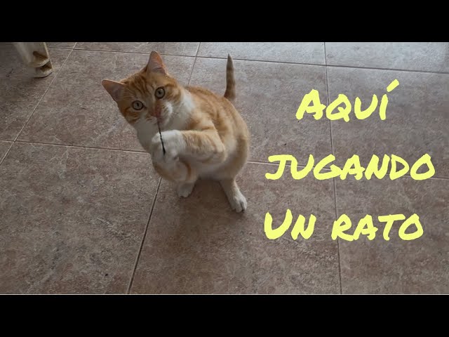 Así se entretienen los gatos con un cordón#cat #humor #shortsfeed #shortvideo #video #viralshort