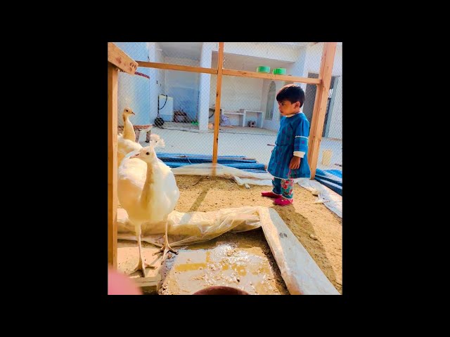 Cute baby fun with peacock | moor k sath masti 🤭