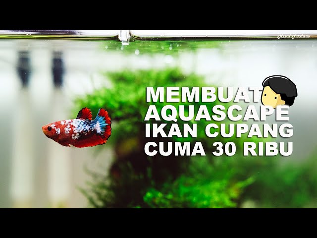 CARA MEMBUAT AQUASCAPE DENGAN MUDAH DAN MURAH