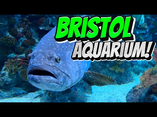 Exploring Bristol Aquarium | Enjoying Our Weekend In Bristol, England!