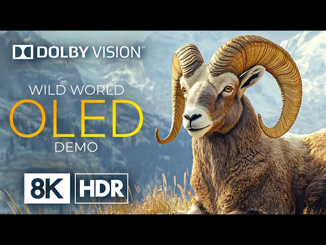 OLED 8K HDR 60fps with Dolby Vision – Stunning Views from Above