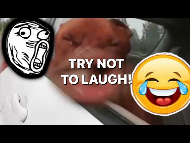 TRY NOT TO LAUGH! - 2024😆🤣 #goviral #viral #trynottolaugh