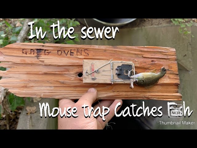 How to Catch a fish with a Mouse Trap | Greg Ovens Rocky Mountain Bushcraft