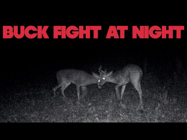 Main Event | Buck Fight at Night