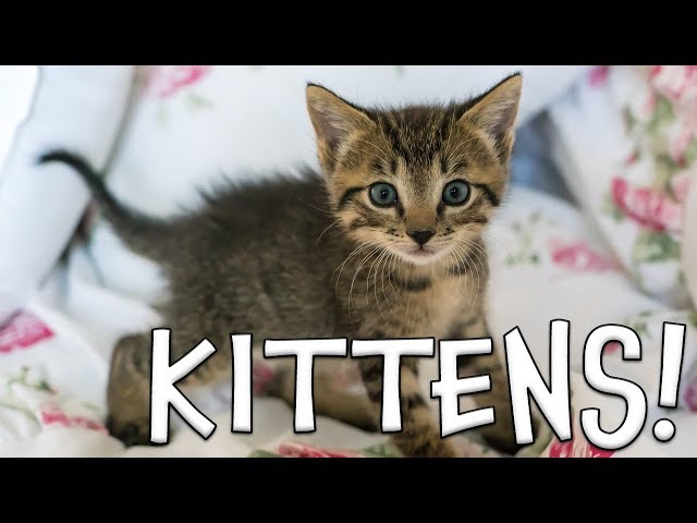 Kitten Facts for Kids!