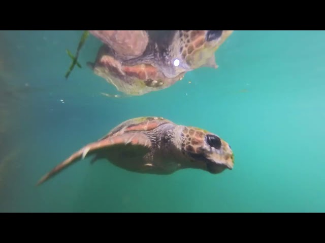 Sea turtle in Argostoli harbor - 10th Ionian VolksFest Kefalonia