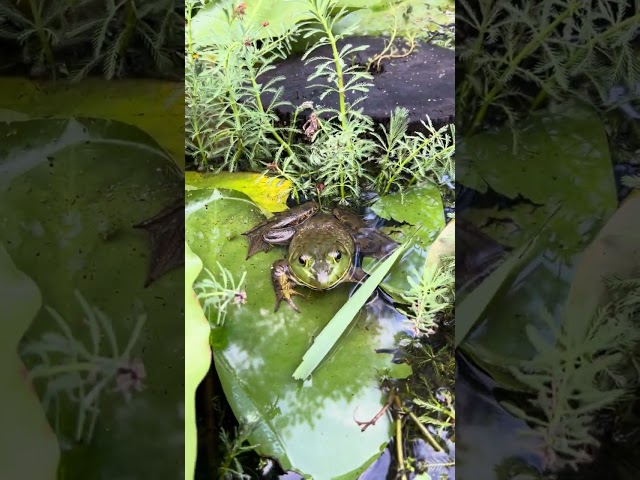 Saying hi to a bullfrog in the pond