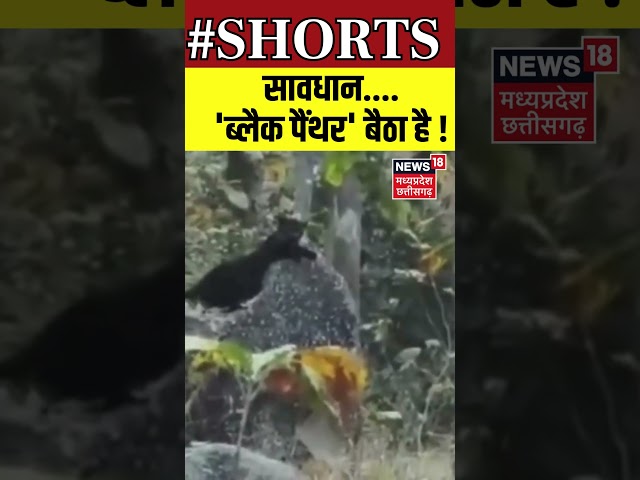 Shorts : सावधान....'ब्लैक पैंथर' बैठा है ! | Viral Video | N18S