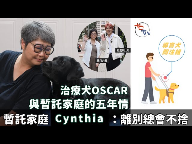 導盲犬關注組丨拉布拉多Oscar由導盲犬變成治療犬的因由丨了解治療犬生活日常丨專訪暫託家庭 肩負照顧及訓練重任丨暫託媽媽Cynthia：每次分離都會不捨丨十口十八