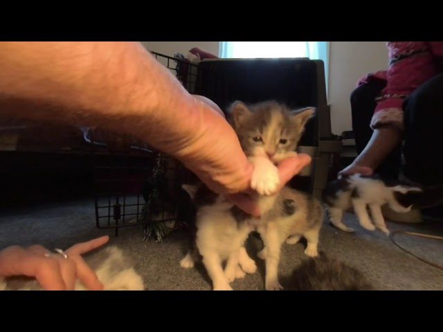 Today Video of Kittens for Sale $35