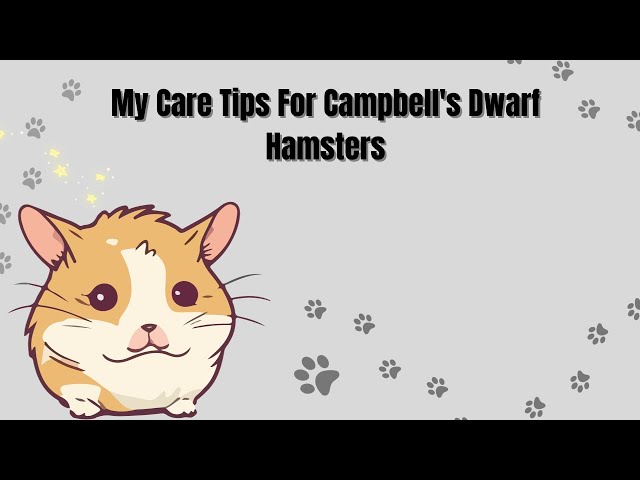 My Care Tips For Campbell's Dwarf Hamsters Ai