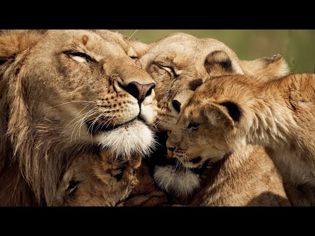 The Strongest LION PRIDE in Luangwa Valley - National Geographic Documentary 2020 (Full HD 1080p)