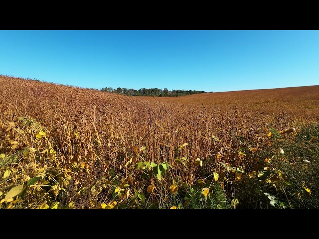 Golden Fields Beneath a Blue Sky - Birds Chirping and Relaxing Music in 4K Nature Ambience