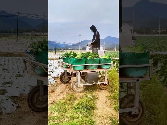 Remote-Controlled Electric Vehicle for Transporting Vegetables | Excellent Tool | Farmer’s Work