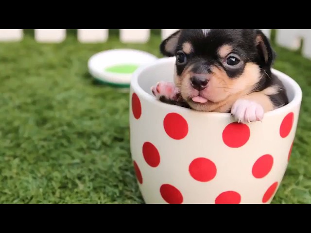 funny cute puppy moments- 12hrs long clips collection