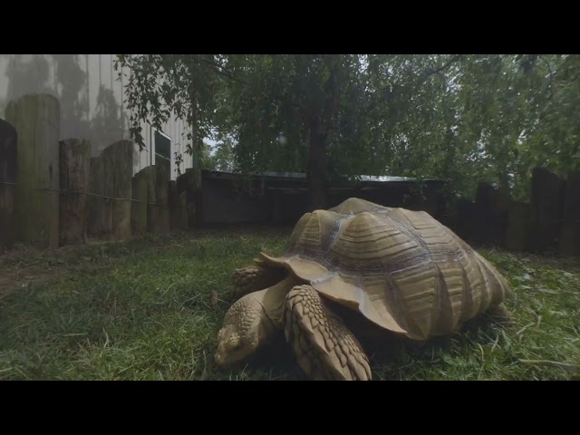 Wildcare Inc - African Spurred Tortoise (VR180)