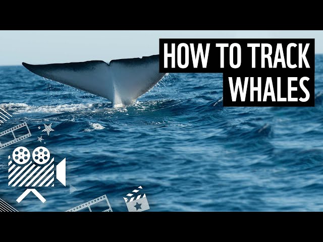 How to track a whale | WWF