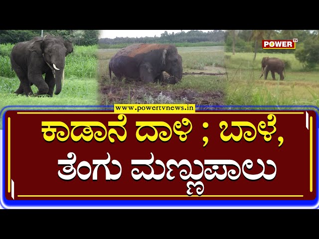 Elephant Attack : ಚಾಮರಾಜನಗರದಲ್ಲಿ ಕಾಡಾನೆ ದಾಳಿ ; ಬಾಳೆ, ತೆಂಗು  ಮಣ್ಣುಪಾಲು | Chamarajanagara | Power Tv