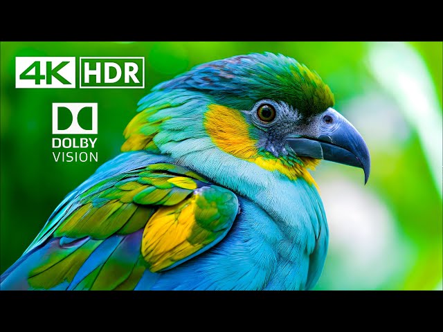 BEST OF Dolby Vision HDR 4K Video ULTRA HD (60 FPS)