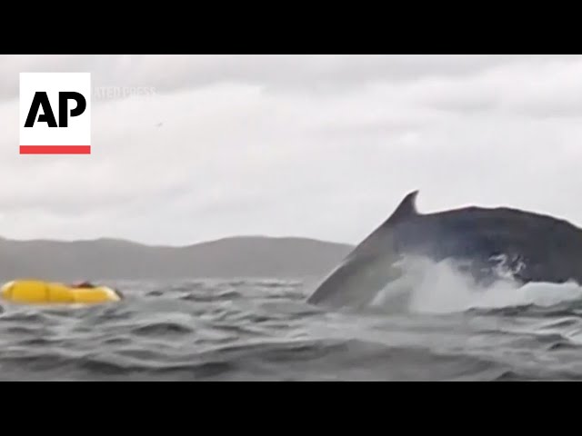 Video captures Humpback whale briefly swallowing kayaker in Chile