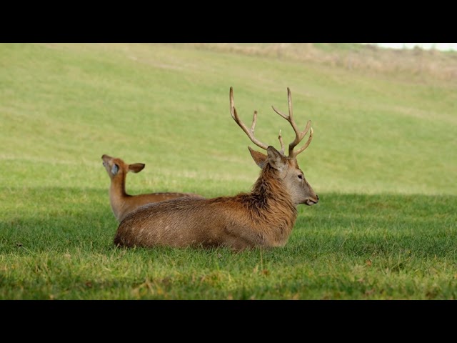 Fallow Deer | Beautiful Nature Videos in 4k | Amazing Nature Videos of the World in 4k | Nature