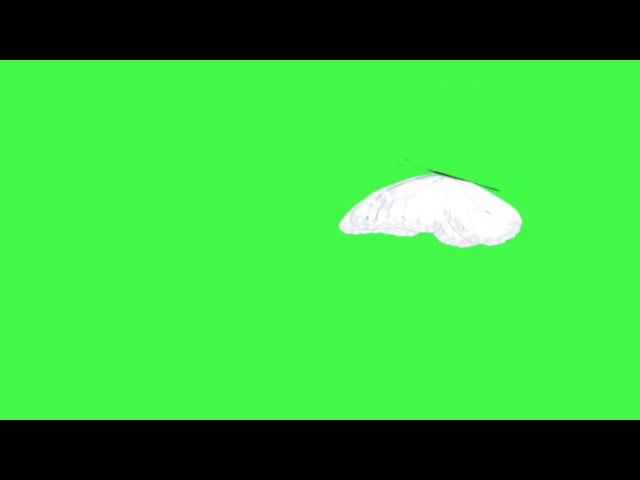 White butterfly flying - Green screen (no copyright, Royalty free)