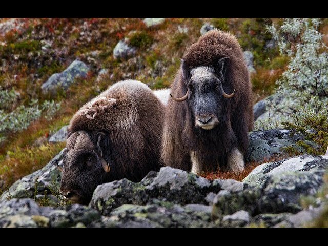 Awesome Musk ox video-4k Nature (Ultra HD) | Nature's Sweet Tales.