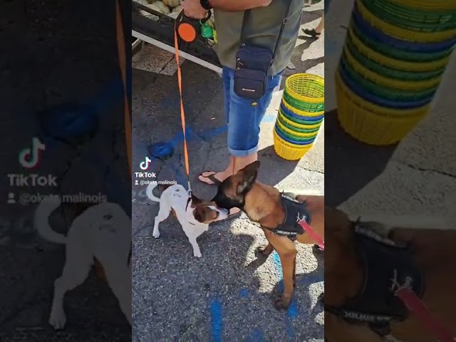 Promenade sur le marché avec ma chiot Malinois Oketz #tiktok #tiktokvideo #tiktokviral #video #viral