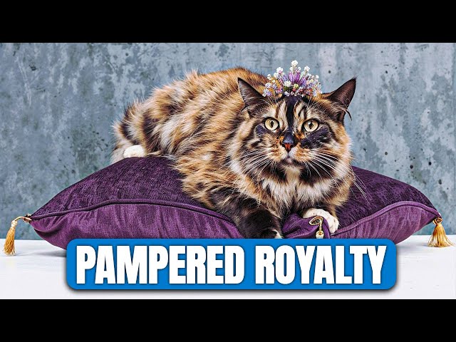 9 Reasons Your Pampered House Cat Would Not Survive in the Wild