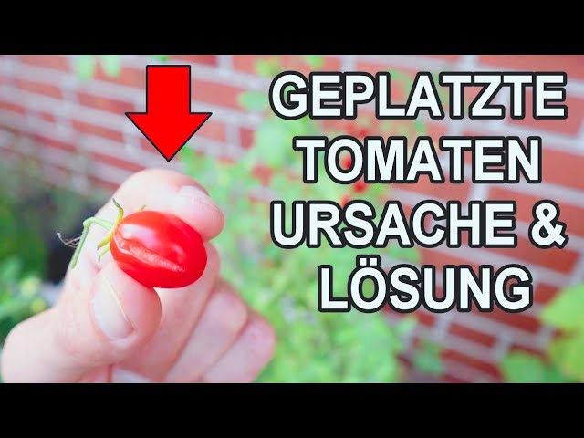 Warum Tomaten aufplatzen & was du gegen geplatzte Tomaten tun kannst!