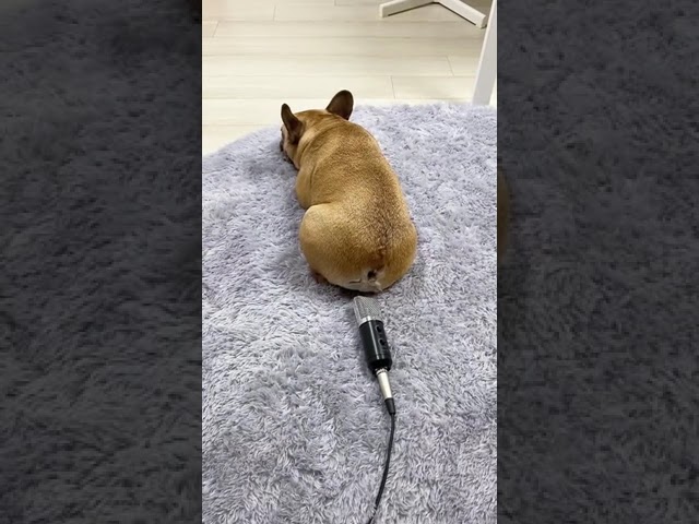 How to wake your dogs #2