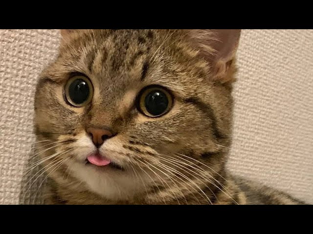 😂 Funniest Cats and Dogs Videos 😺🐶 || 🥰😹 Hilarious Animal Compilation №606