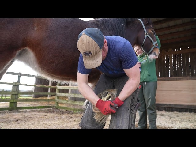 Shire Horse Hoof Care - Cannon Hall Farm