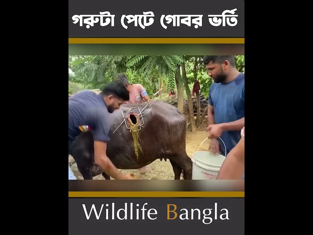 গরুটা সাথে কি হয়েছে #shorts #wildlifebd