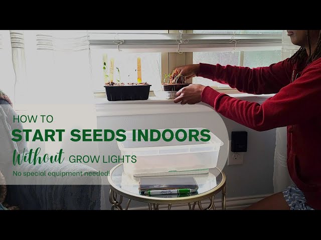 Starting Seeds Indoors Without Grow Lights