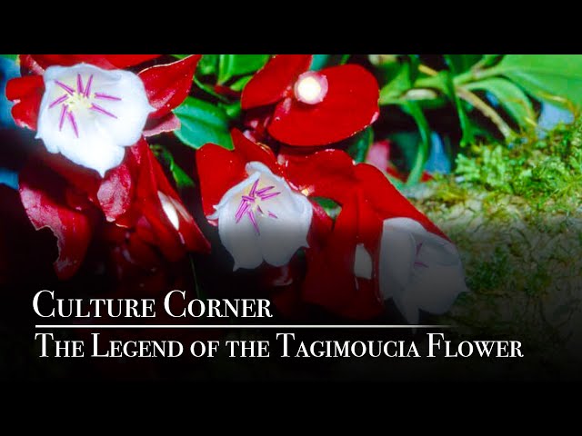 Culture Corner – The Legend of the Tagimoucia Flower