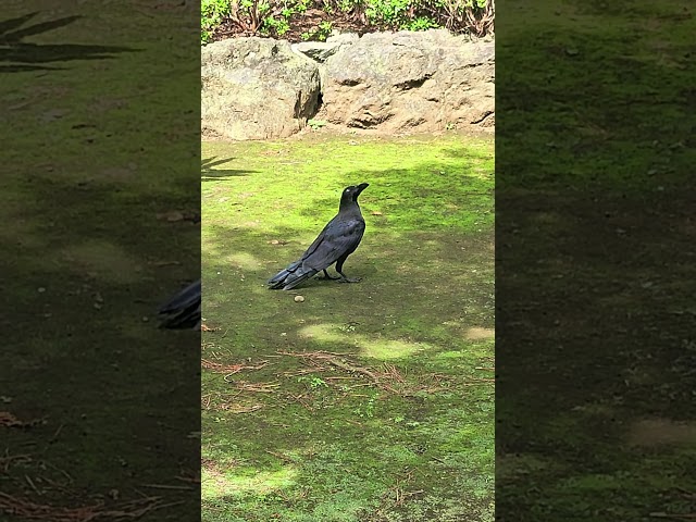 Japanese Crows are way to big