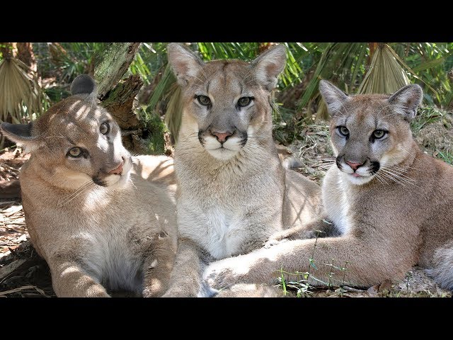 Cougar Triplets 13th Birthday In 360!