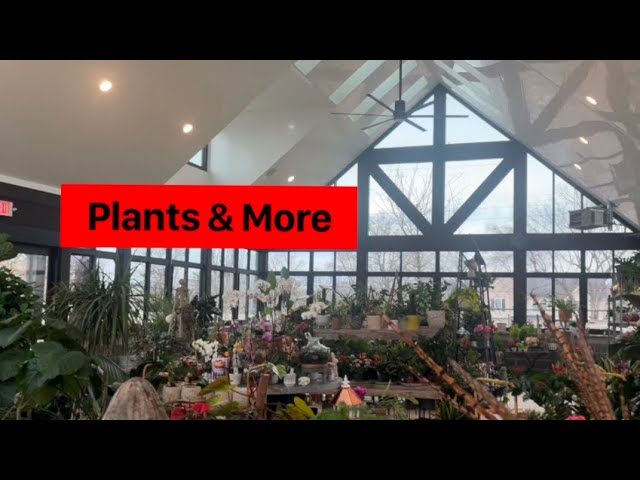 Plant Haven|Plants And More Tour:#shopping #plants #plantlife