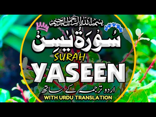 Surah Yaseen,Ar-Rahman Surah Al-Mulk & Surah Al Waqiah | Peaceful Quran Recitation | Episode 109